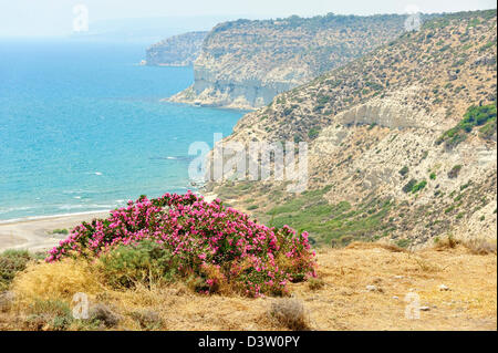 Paysage avec Bush sur la côte de la mer de fleurs Banque D'Images