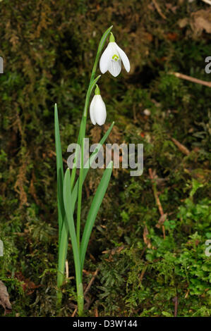 Perce-neige - Galanthus nivalis de plus en mousse, Snowdrop Vallée, Exmoor Banque D'Images