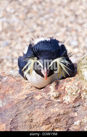 Rockhopper Penguin. Banque D'Images