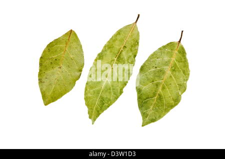 Trois feuilles de laurier isolé sur fond blanc Banque D'Images