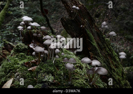 Bonnet Mycena arcangeliana anges Banque D'Images