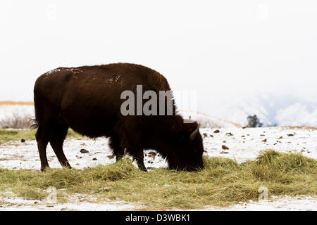 American Buffalo adultes debout dans la neige. Banque D'Images