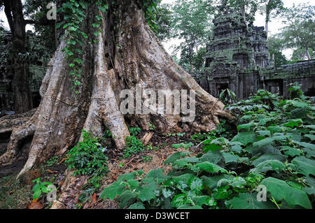 Strangler fig (Ficus sp.) les racines des arbres à Preah Khan, temple Angkor Wat, au Cambodge Banque D'Images