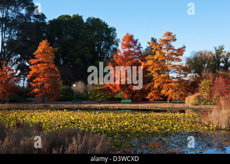 Couleurs d'automne au parc. Commonwealth Park, Canberra, Territoire de la capitale australienne (ACT), l'Australie Banque D'Images