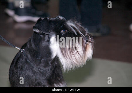 Schnauzer nain dans le col Banque D'Images