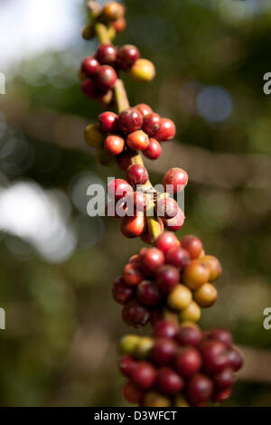 La maturation des baies de café sur tiges à mesure qu'ils grandissent près de Vientiane, Laos. Banque D'Images