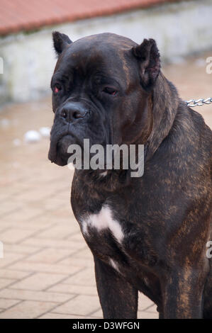 Cane Corso chien assis dans le col Banque D'Images