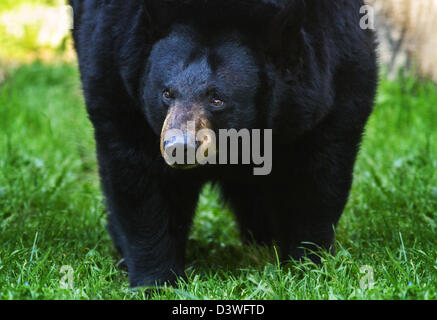 Un gros ours noir se dirige vers l'appareil photo Banque D'Images