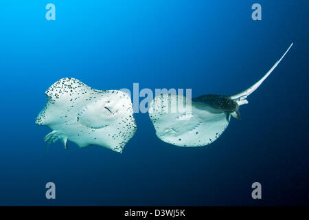 Marbré de Taeniura meyeni, Stingray, atoll de Felidhu, Maldives Banque D'Images