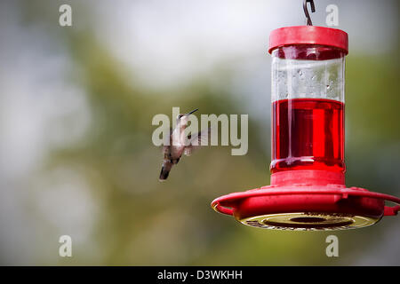 Un colibri en vol stationnaire près de la mangeoire Banque D'Images