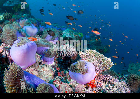 Colonie d'anémone de mer magnifique avec Blackfoot poisson clown, Heteractis magnifica, Amphiprion nigripes, Ari Atoll, Maldives Banque D'Images