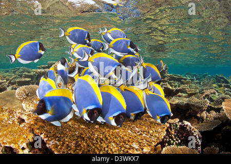 Banc de bleu poudre Tang se nourrissant d'algues, Acanthurus leucosternon, Ari Atoll, Maldives Banque D'Images
