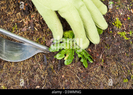 Photo horizontale de gloved hand holding weed et l'outil de la retirer du sol Banque D'Images