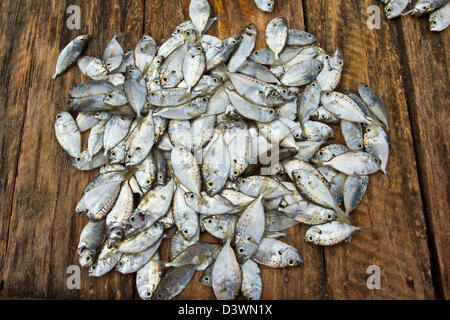 Des petits poissons de l'OCÉAN INDIEN AU SRI LANKA Banque D'Images