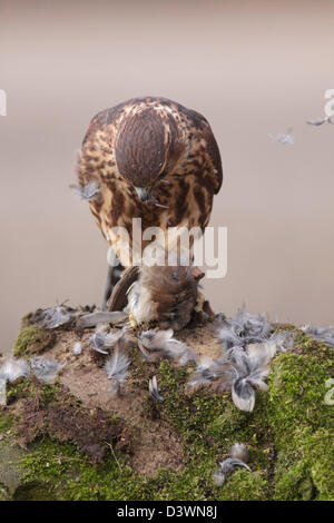 Merlin (Falco columbarius) première année hommes, plumaison moineau domestique mâle, North Yorshire, UK (oiseau captif) Banque D'Images