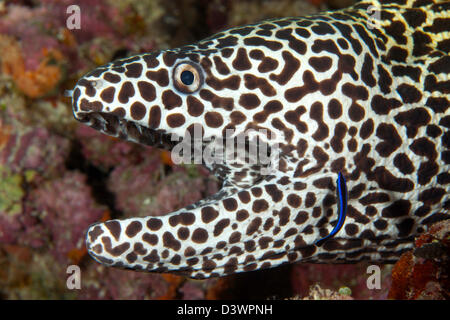 Murène nid d'nettoyés par Napoléon Gymnothorax favagineus, nettoyant, atoll de Felidhu, Maldives Banque D'Images