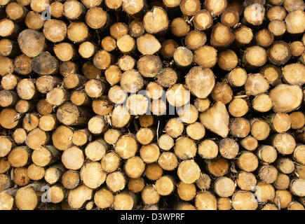 Close up of stacked cut logs d'arbres forestiers. Banque D'Images