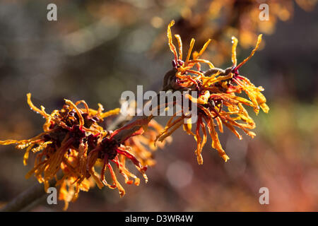 Hamamelis Intermedia Aphrodite, l'Hamamélis, Février 2013 Banque D'Images