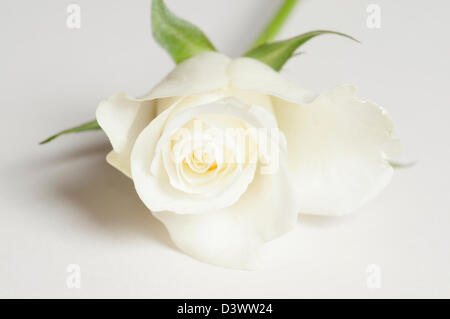 ROSA BLANC Banque D'Images