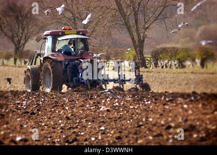 Champ de labour avec tracteur suivant mouettes Banque D'Images