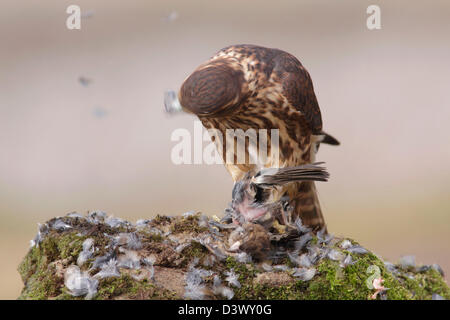 Merlin (Falco columbarius) première année hommes, plumaison moineau domestique mâle, North Yorshire, UK (oiseau captif) Banque D'Images