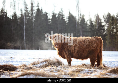 Hairy bœuf dans le wintersnow Banque D'Images