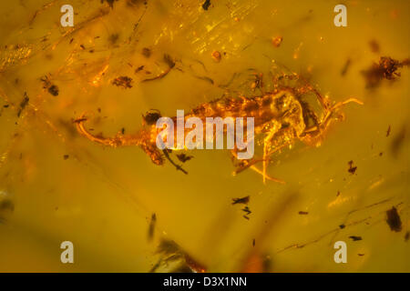 L'ambre dominicaine avec les insectes en captivité, l'affichage macro d'insectes figés dans le temps Banque D'Images