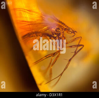 L'ambre dominicaine avec les insectes captive, macro-vision d'une mouche Banque D'Images