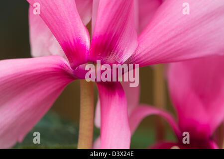 Bouquet de fleurs plante cyclamen rose bonbon avec pétales inversé vers le haut alors que la fleur est orientée vers le bas face à rim Banque D'Images