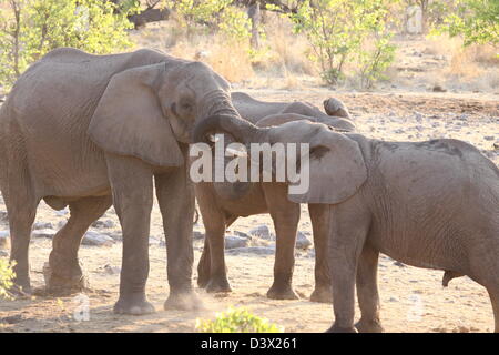 Un étang boueux à l'éléphant dans le parc national d'Etosha, Namibie Banque D'Images