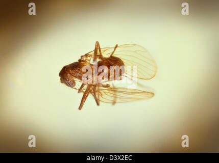 L'ambre dominicaine avec les insectes en captivité, l'affichage macro d'insectes figés dans le temps Banque D'Images