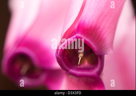 Bouquet de fleurs plante cyclamen rose bonbon avec pétales inversé vers le haut alors que la fleur est orientée vers le bas face à rim Banque D'Images