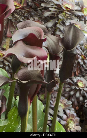 Zantedeschia elliottiana 'Hot Chocolate' Banque D'Images