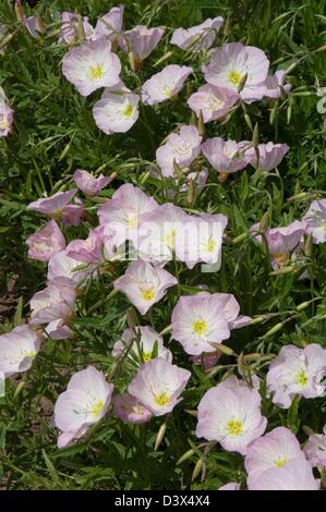 OENOTHERA SPECIOSA 'SISKIYOU' Banque D'Images