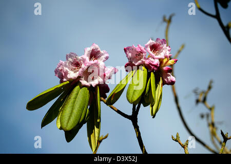 Rhododendron sutchuenense printemps fleurs fleur rose fleur fleurs arbustes matures de conifères feuilles vert Banque D'Images