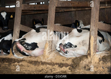 Les bovins laitiers situé dans un hangar de l'armoire. North Yorkshire, UK. Banque D'Images