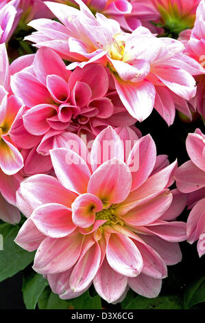 Dahlia/( Dahlietta 'Emily' Banque D'Images