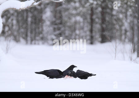 Grand Corbeau (Corvus corax) se nourrissant de charogne dans la neige. Photographié dans de Västerbotten, Suède. Banque D'Images