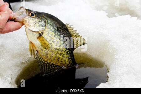 Le crapet détectée pendant la pêche sur glace d'être tiré du trou Banque D'Images