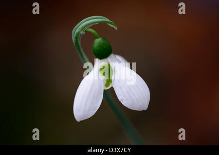 Galanthus nivalis perce-neige perce-neige 3 feuilles trois gros plan d'hiver portraits de plantes blanc vert marquage fleurs bloom Banque D'Images