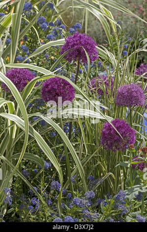 Allium 'Purple Sensation' set off Miscanthus sur l'affichage en argent doré show garden a remporté la médaille de la vie "La vie Jardin George' Banque D'Images