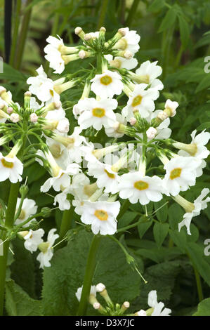 Primula japonica 'Postford White' Banque D'Images