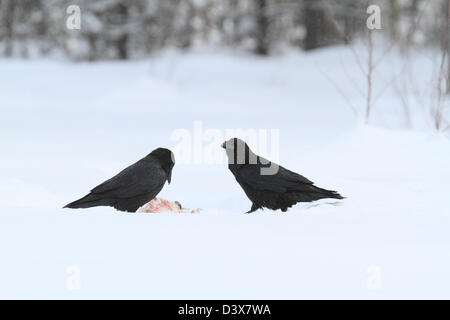 Grand Corbeau (Corvus corax) se nourrissant de charogne dans la neige. Photographié dans de Västerbotten, Suède. Banque D'Images