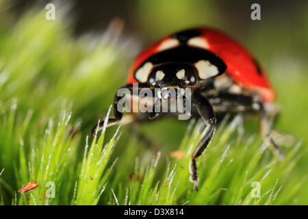 7-spot Coccinelle (Coccinella septempunctata) libre. Photographié à Frederikshaab Plantation, Danemark Banque D'Images