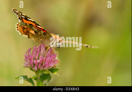 Papillon belle dame (Vanessa cardui) sur un trèfle (Trifolium), ou des fleurs de trèfle Banque D'Images