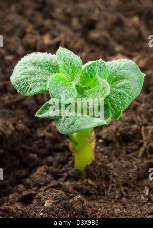 Les jeunes plants de pommes de terre poussant sur le lit de légumes Banque D'Images
