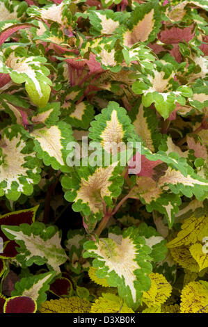 Solenostemon 'Rose Blush'. Syn. Coléus Banque D'Images