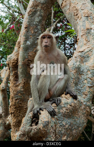 Khao Wang Macaque Banque D'Images