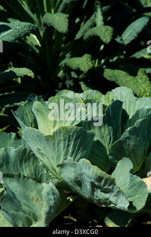 Chou organique des plantes sur une ferme. Banque D'Images