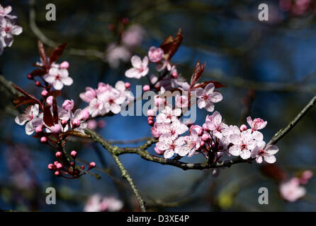 Prunus cerasifera nigra Cerisier Cherry Plum Plum prunier myrobalan fleur fleur fleurs au début du printemps Banque D'Images